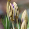 Bulbi Branduse Imperati de Jager (Crocus)