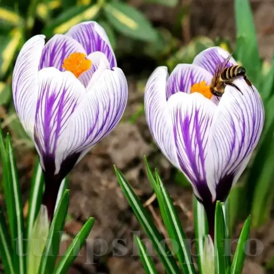 bulbi branduse king of stripes