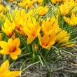 Bulbi Branduse Korolkowii (Crocus) bulbi branduse korolkovii crocus flori galbene 110x110