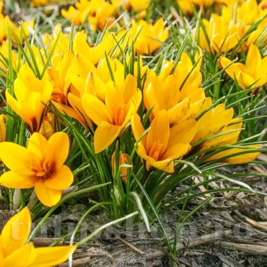 Bulbi Branduse Korolkowii (Crocus) bulbi branduse korolkovii crocus flori galbene