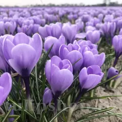 Bulbi Branduse Rio Grande (Crocus)