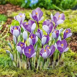 Bulbi Branduse Whale Shark (Crocus)