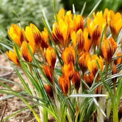 Bulbi Branduse Orange Monarch (Crocus)