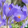 Bulbi Branduse Oxonian (Crocus) bulbi branduse oxonian crocus albastru inchis toamna 110x110