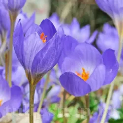 Bulbi Branduse Oxonian (Crocus)