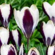 Bulbi Branduse Panda (Crocus) bulbi branduse panda crocus flori albe violet 110x110