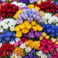 Pachet Bulbi Branduse (Crocus) Premium Mix50