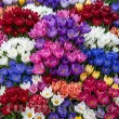 Pachet Bulbi Branduse (Crocus) Premium Mix50 bulbi branduse premium mix50 multicolor 110x110