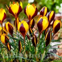 Bulbi Branduse Queen Bee (Crocus)