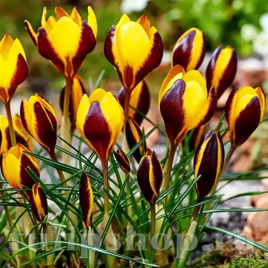 Bulbi Branduse Queen Bee (Crocus) bulbi branduse queen bee crocus flori crem galben