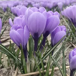 Bulbi Branduse Rio Grande (Crocus)
