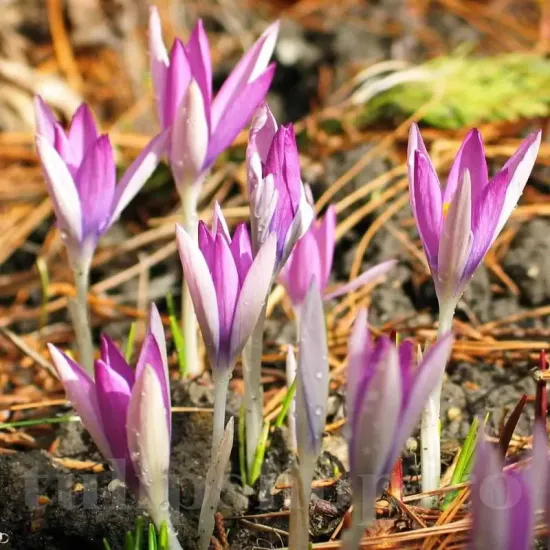 bulbi branduse roseus