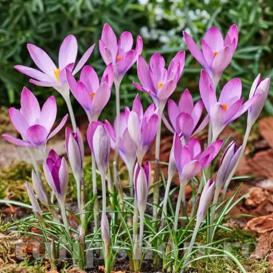 bulbi branduse roseus1