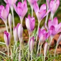 Bulbi Branduse Roseus (Crocus)