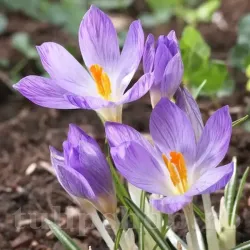 Bulbi Branduse Rosalind (Crocus)