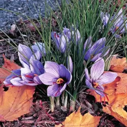 Bulbi Branduse Sativus Sofran (Crocus)