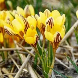 Bulbi Branduse Saturnus (Crocus)
