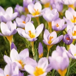 Bulbi Branduse Sieberi Firefly (Crocus)