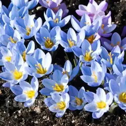 Bulbi Branduse Sky Blue (Crocus)