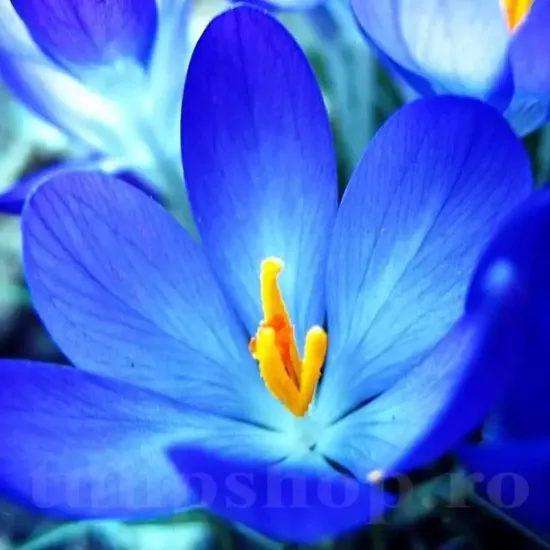 bulbi branduse sky blue3