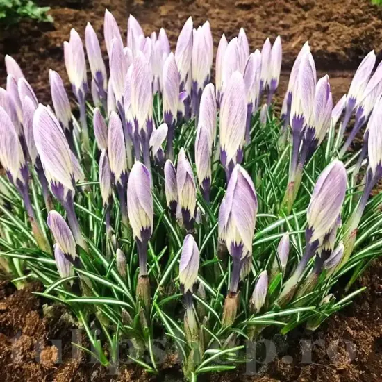 bulbi branduse striped bird1