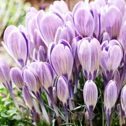 Bulbi Branduse Striped Bird (Crocus)