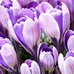 Bulbi Branduse Striped Bird (Crocus)