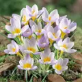 Bulbi Branduse Sieberi Firefly (Crocus)