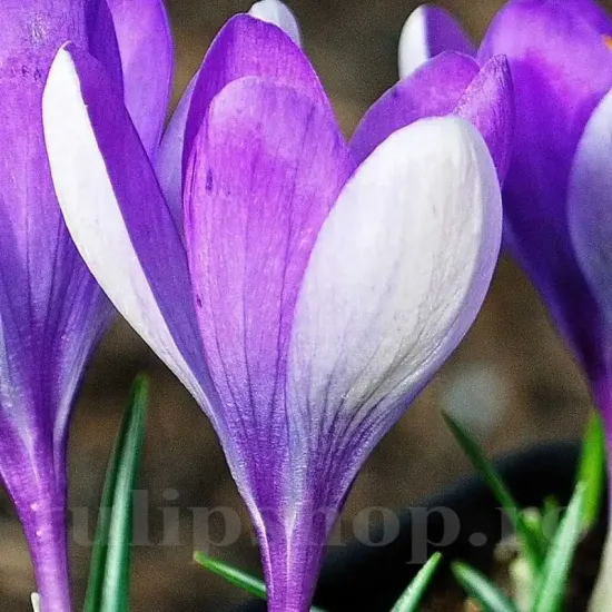 bulbi branduse vanguard3