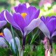 bulbi branduse whale shark crocus albastru violet 110x110