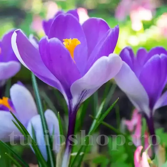 bulbi branduse whale shark crocus albastru violet