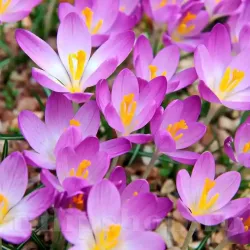 Bulbi Branduse Whitewell Purple (Crocus)