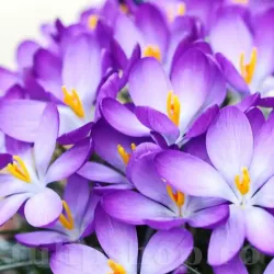 Bulbi Branduse Whitewell Purple (Crocus)