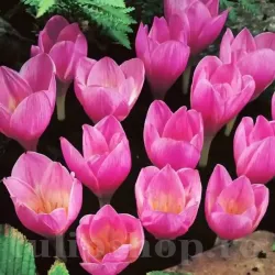 Bulbi Branduse Zonatus (Crocus)