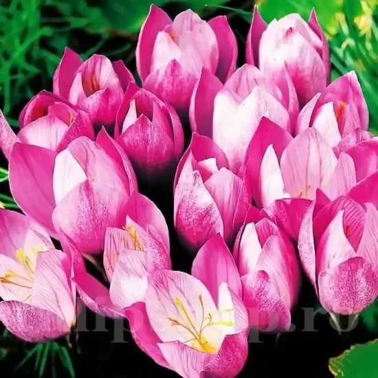 bulbi branduse zonatus2