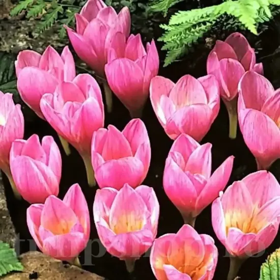 bulbi branduse zonatus3