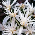 Bulbi Branduse Alboplenum Alba (Colchicum)