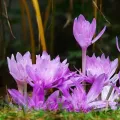 Bulbi Branduse Waterlily (Colchicum)