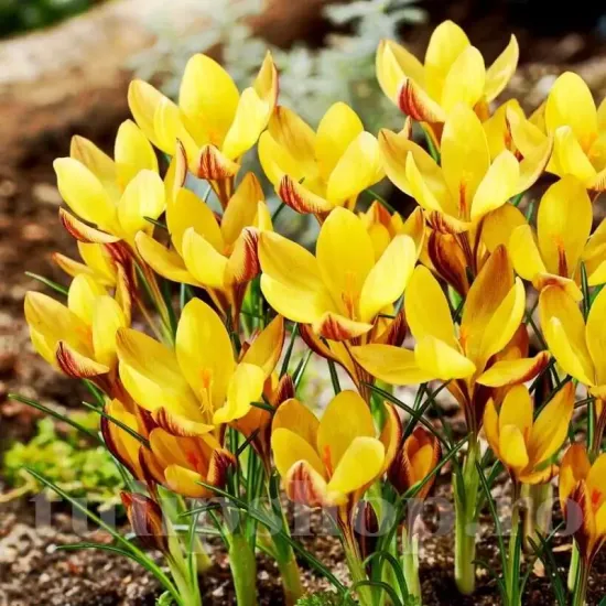 Bulbi Branduse Angustiflolius (Crocus) bulbi crocus angustifolius tulipshop