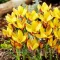 Bulbi Branduse Angustiflolius (Crocus)