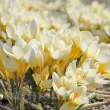 Bulbi Branduse Barr's White (Crocus) bulbi crocus barrs white brandusa alba 110x110