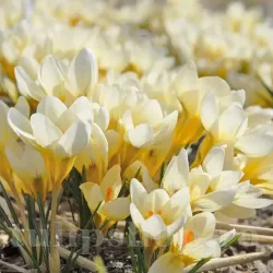 Bulbi Branduse Barr's White (Crocus)