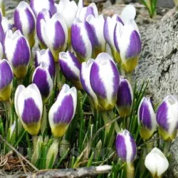 Bulbi Branduse Blue Bird (Crocus)