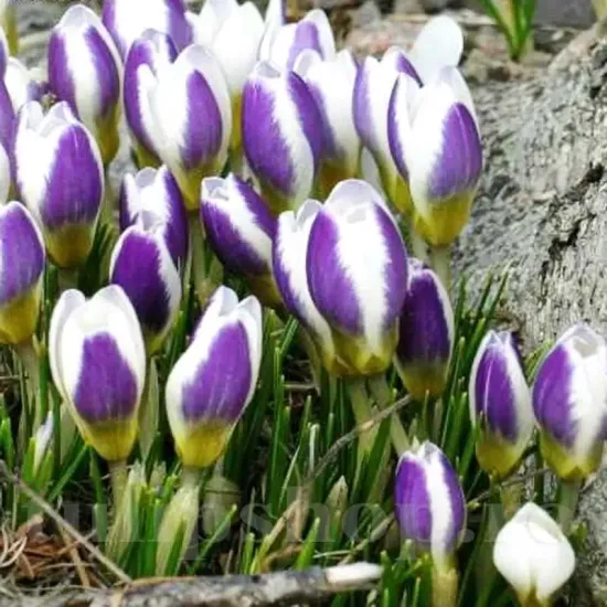 bulbi crocus blue bird tulipshop