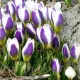 bulbi crocus blue bird tulipshop
