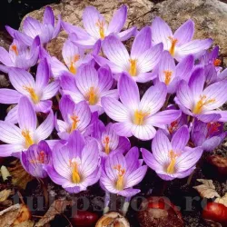 Bulbi Branduse Conqueror (Crocus)
