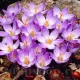 bulbi crocus conqueror tulipshop