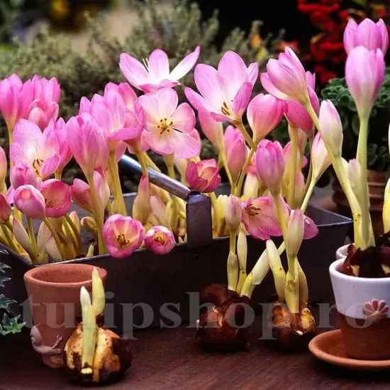 Bulbi Branduse Giant (Colchicum) bulbi crocus giant tulipshop