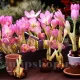 Bulbi Branduse Giant (Colchicum) bulbi crocus giant tulipshop
