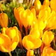 bulbi crocus golden yellow tulipshop 110x110